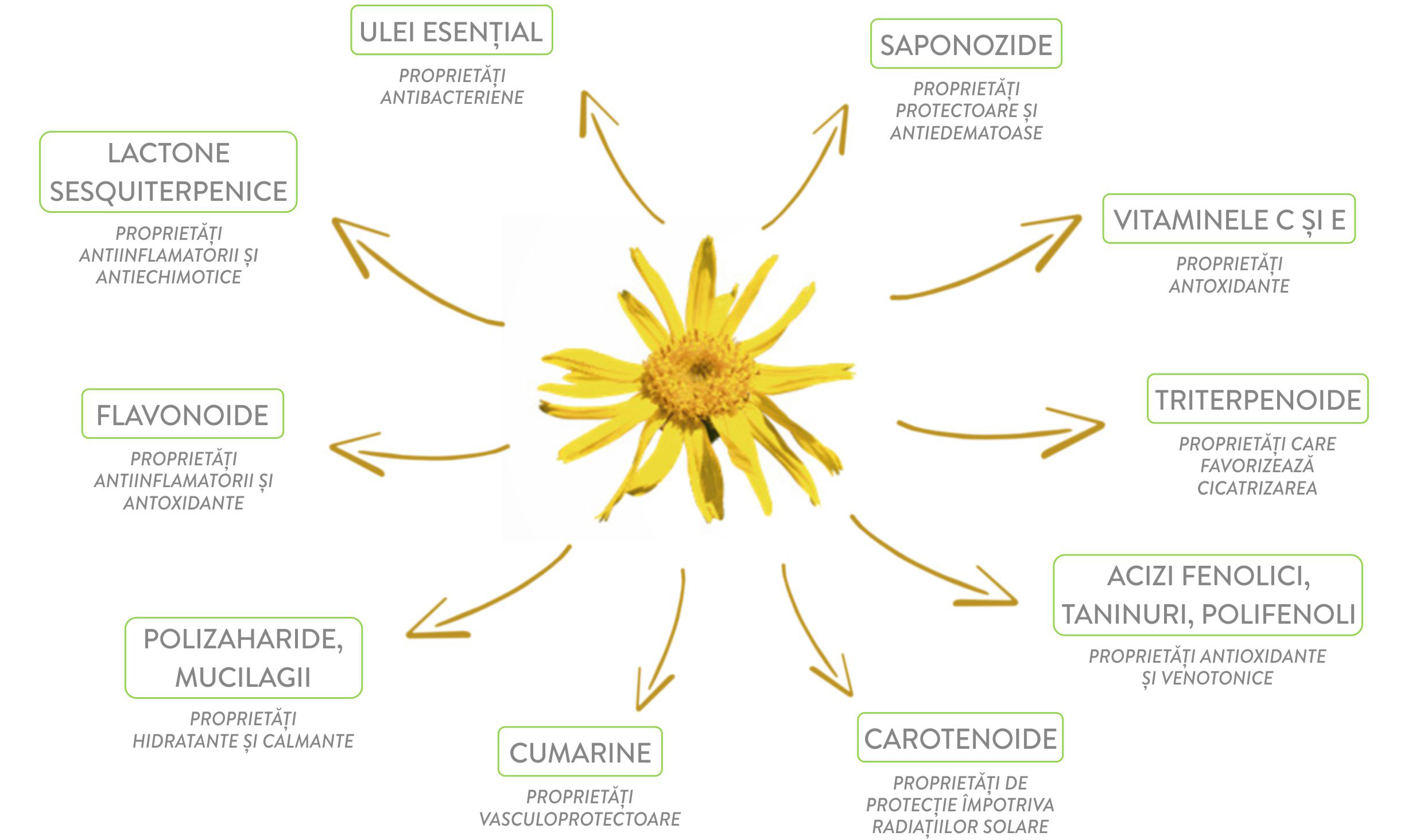 Arnica