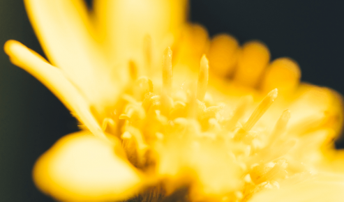 Arnica Boiron®: cu cel mai mare respect pentru plantă