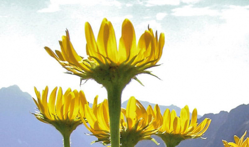 Arnica