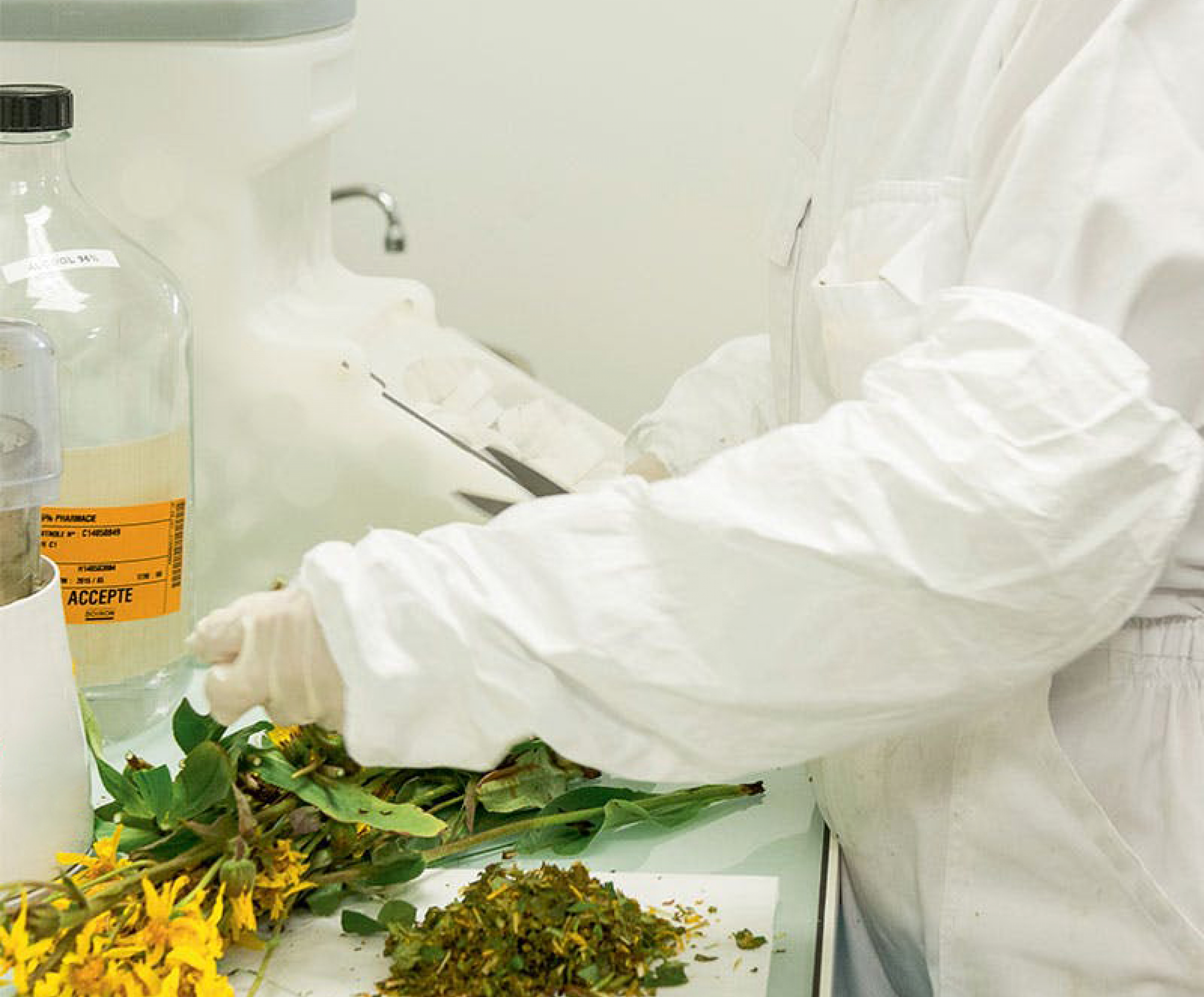 Arnica efecte terapeutice