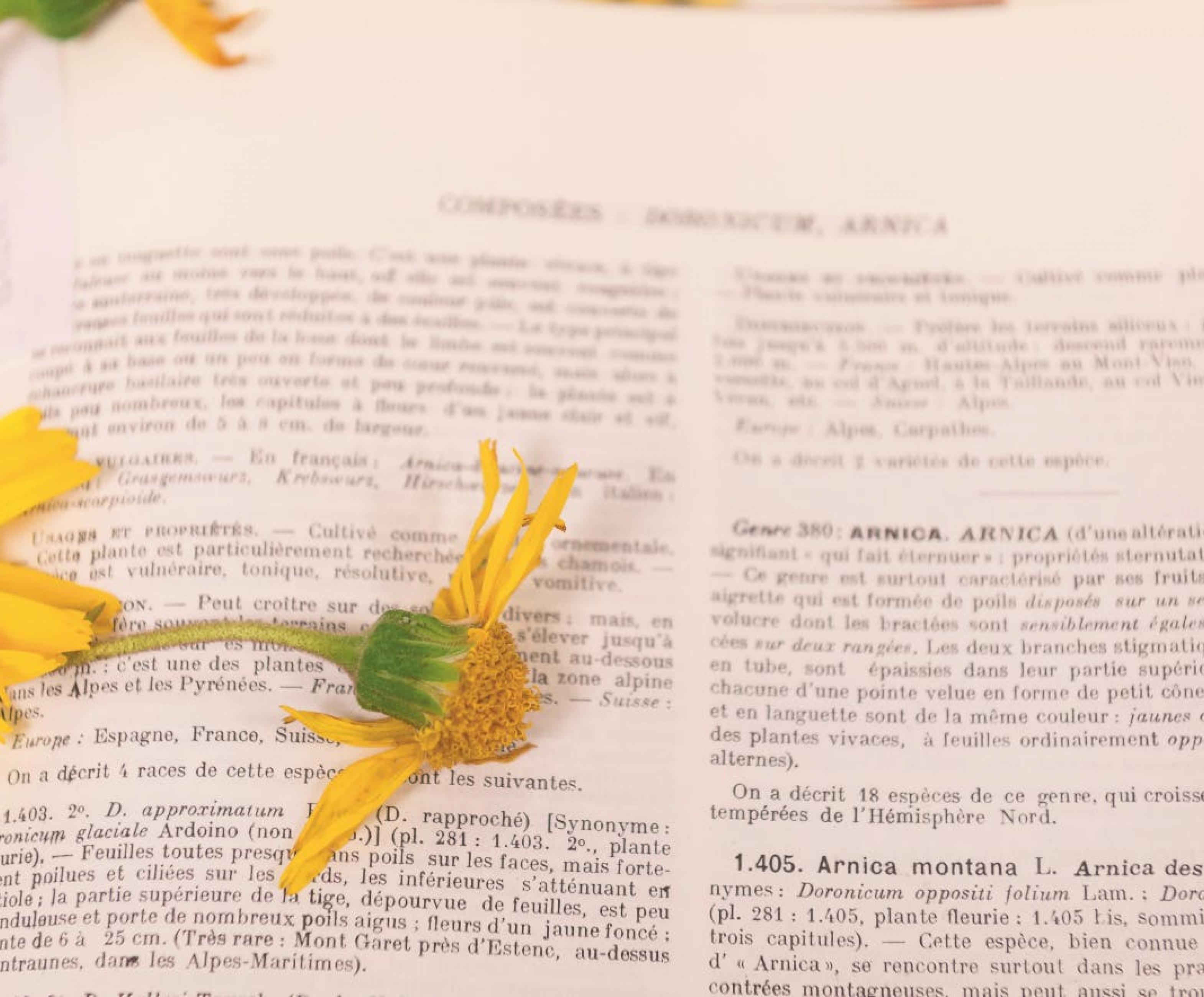 Arnica Efecte Bebefice